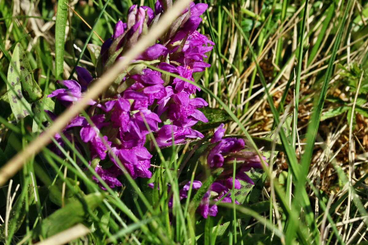 RNA_2017_05_17_4788p_Bildgr��e �ndern