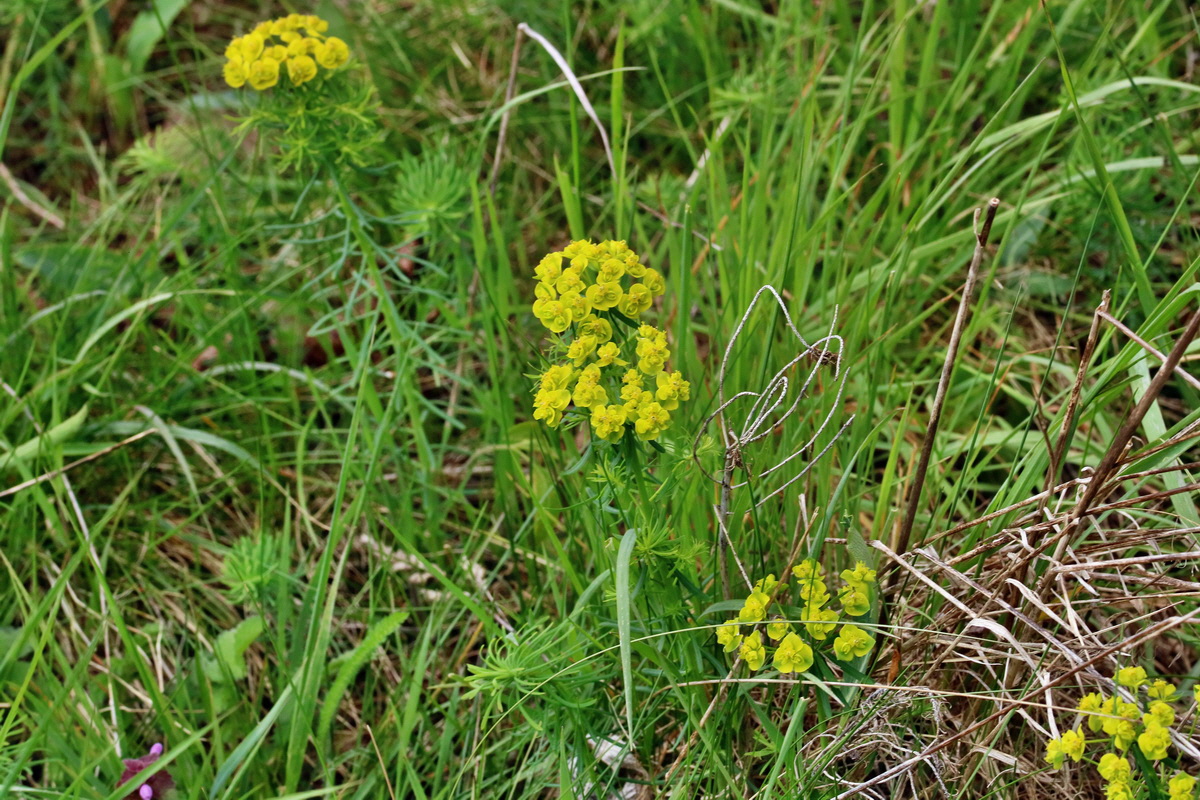 RNA_2017_04_22_0003p_Bildgr��e �ndern