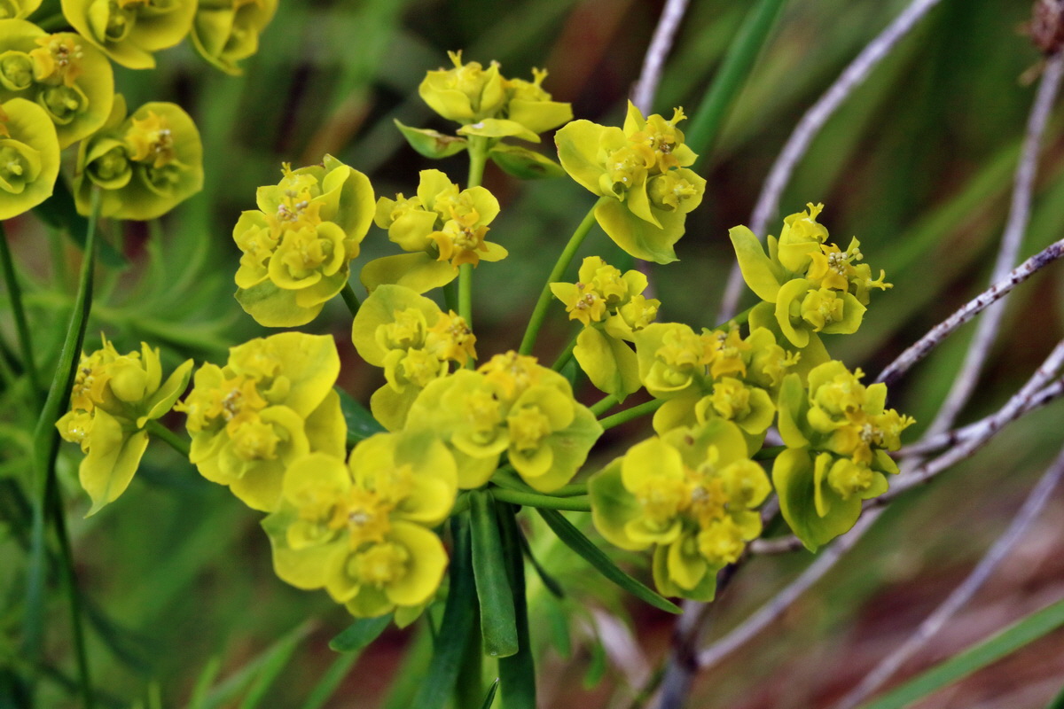 RNA_2017_04_22_0006p_Bildgr��e �ndern