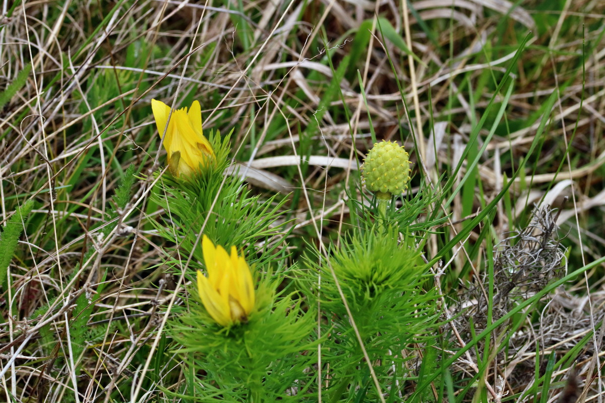 RNA_2017_04_22_0018p_Bildgr��e �ndern