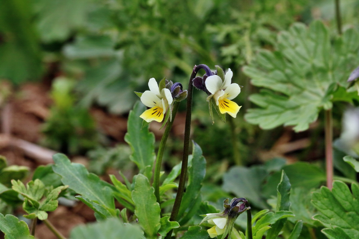 RNA_2017_04_22_0022p_Bildgr��e �ndern