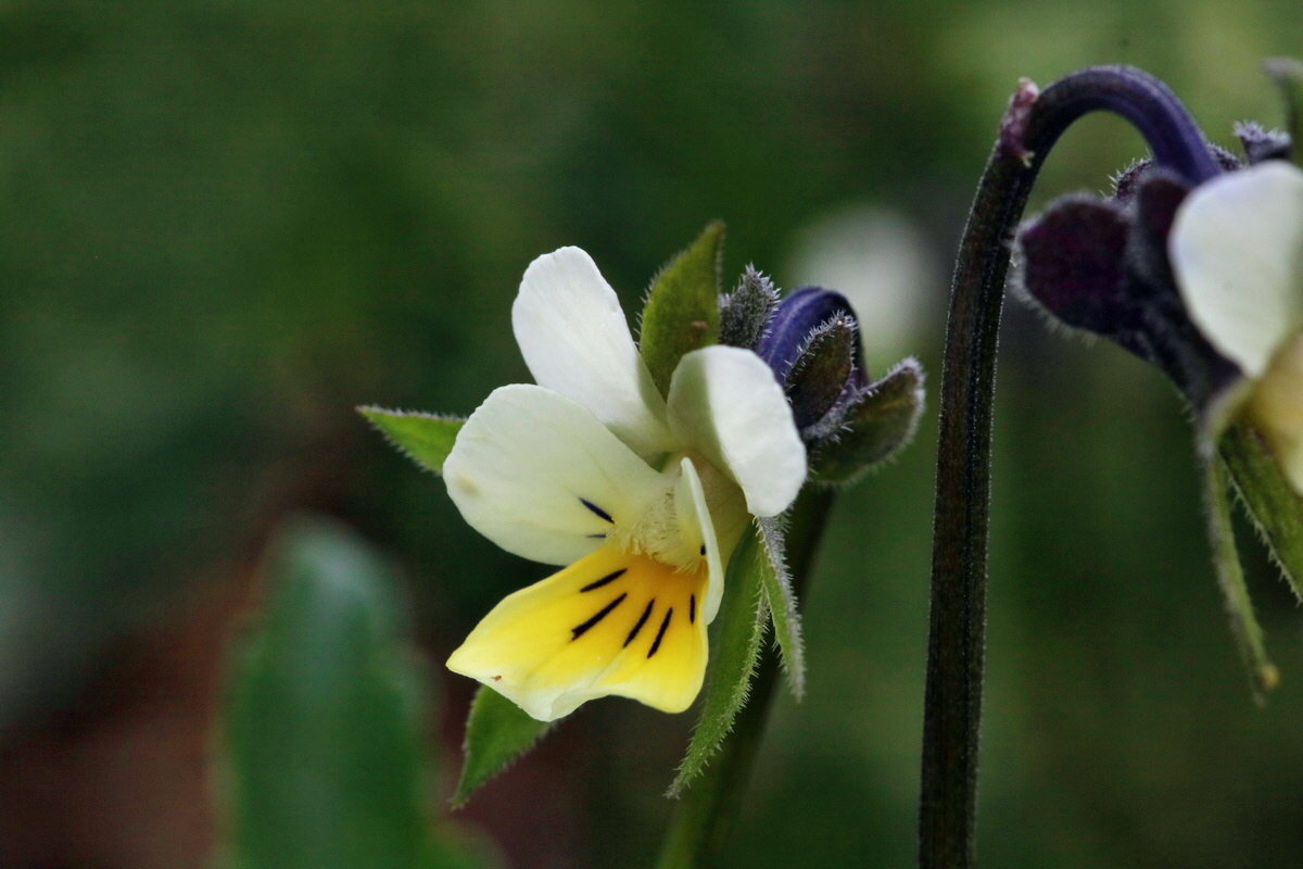 RNA_2017_04_22_0025p_Bildgr��e �ndern