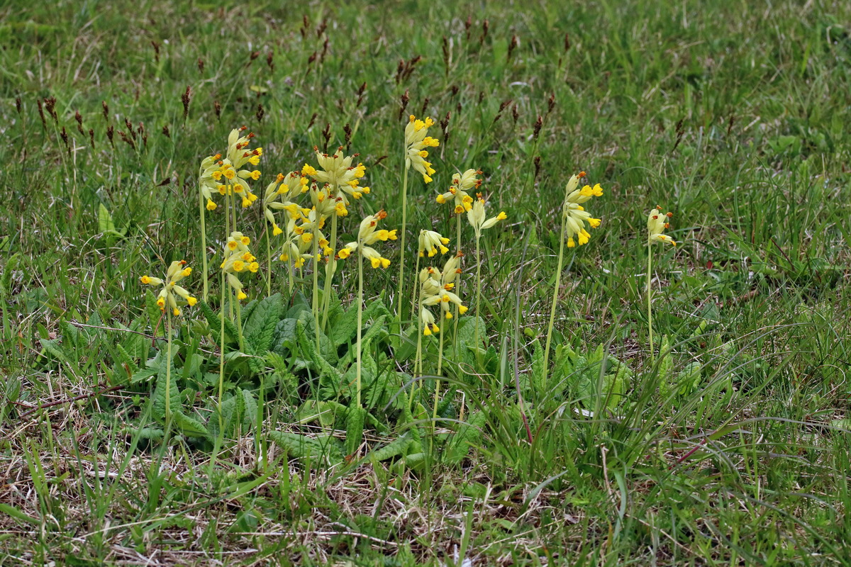 RNA_2017_04_22_0034p_Bildgr��e �ndern