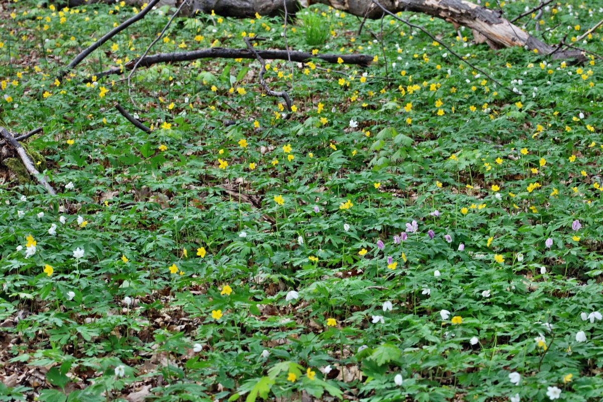 RNA_2017_04_22_0053p_Bildgr��e �ndern