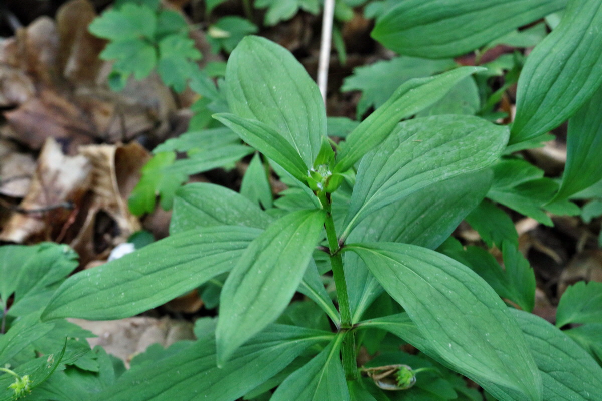 RNA_2017_04_22_0057p_Bildgr��e �ndern