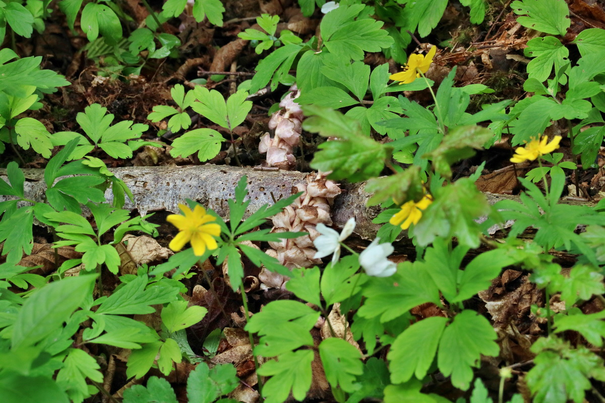 RNA_2017_04_22_0061p_Bildgr��e �ndern