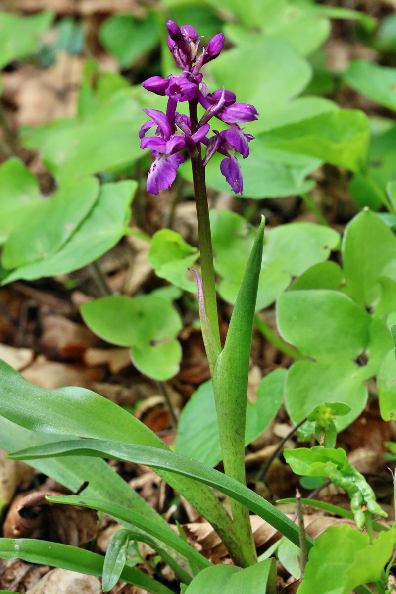 RNA_2017_04_22_0069p_Bildgr��e �ndern