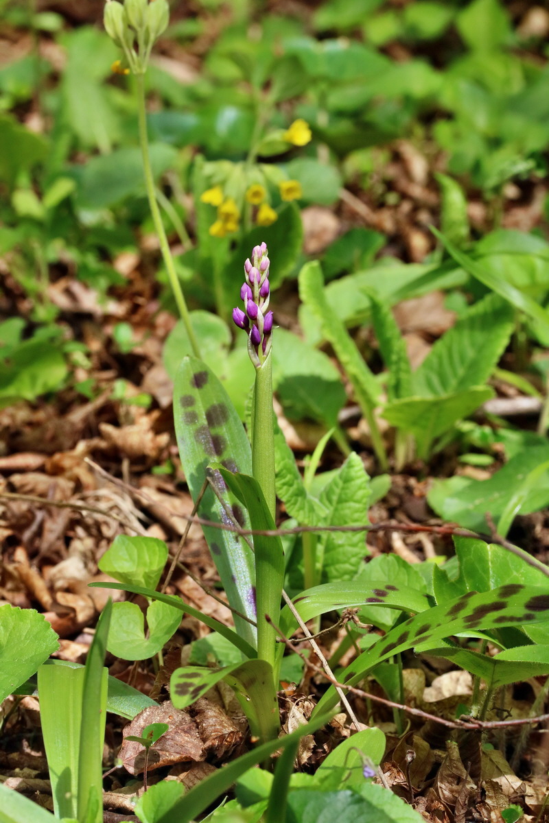 RNA_2017_04_22_0072p_Bildgr��e �ndern