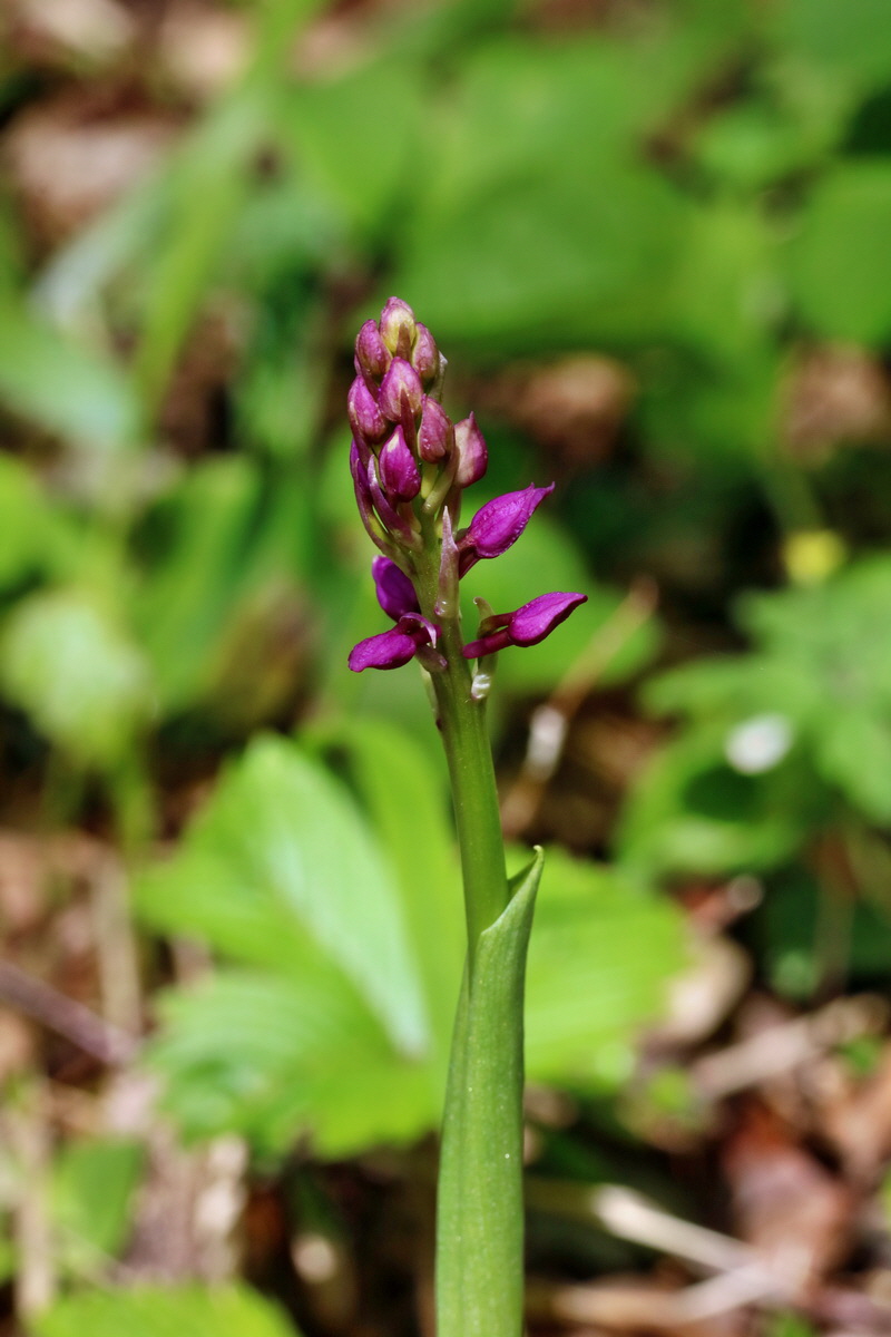 RNA_2017_04_22_0074p_Bildgr��e �ndern