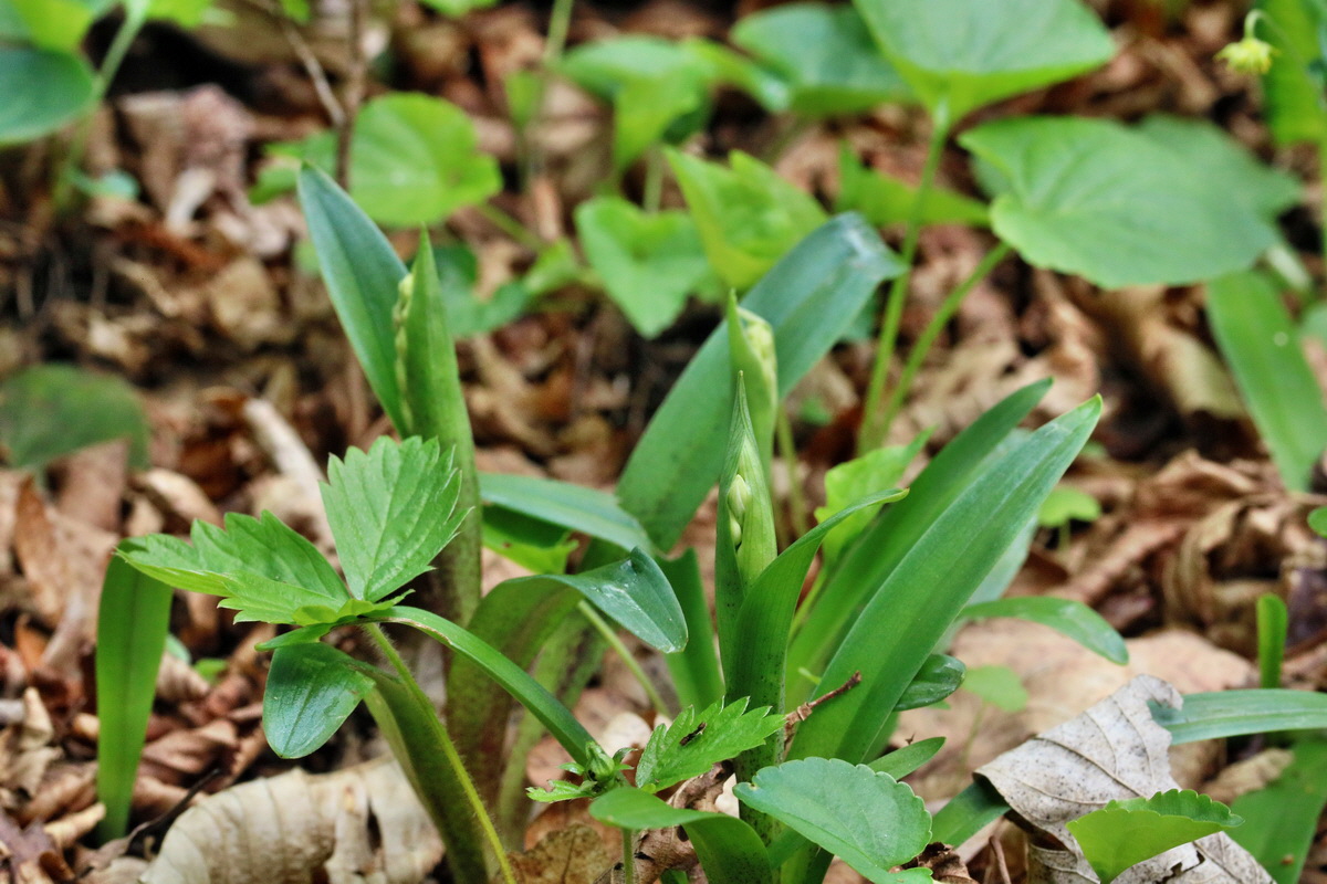 RNA_2017_04_22_0079p_Bildgr��e �ndern