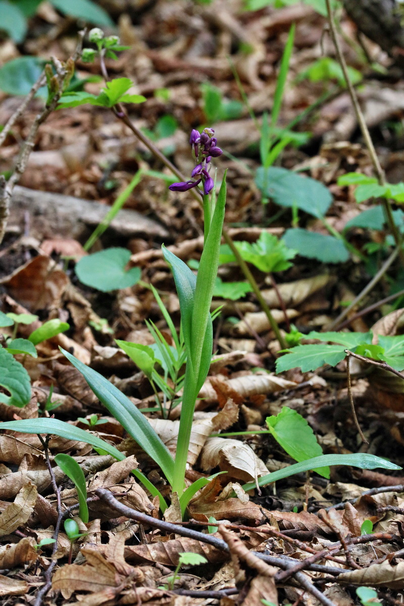 RNA_2017_04_22_0085p_Bildgr��e �ndern