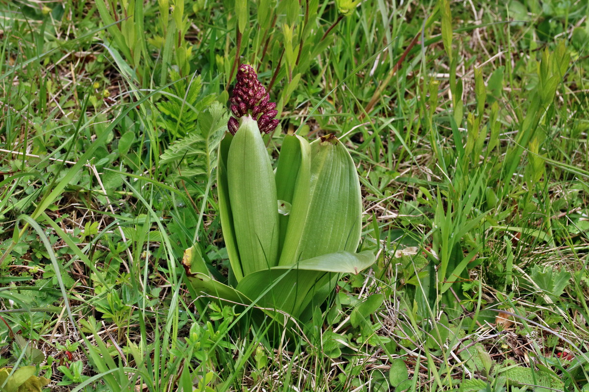 RNA_2017_04_22_0088p_Bildgr��e �ndern