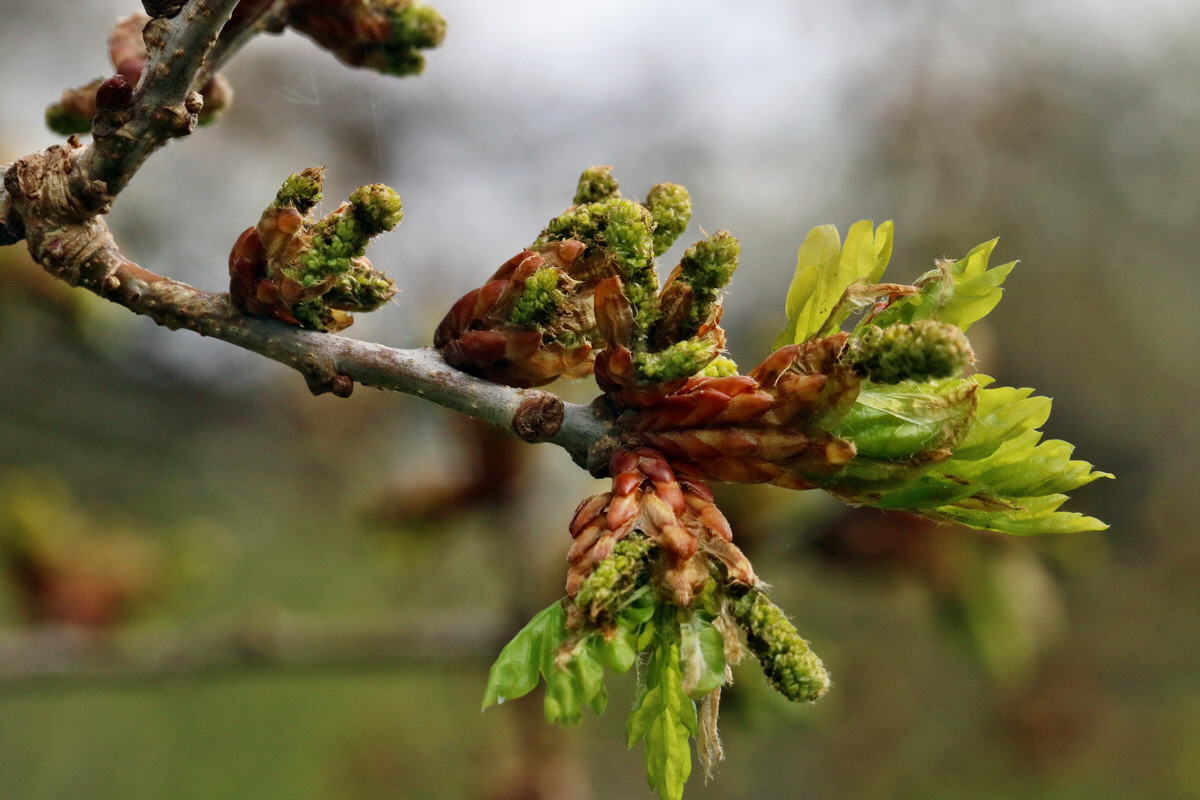 RNA_2017_04_22_0093p_Bildgr��e �ndern