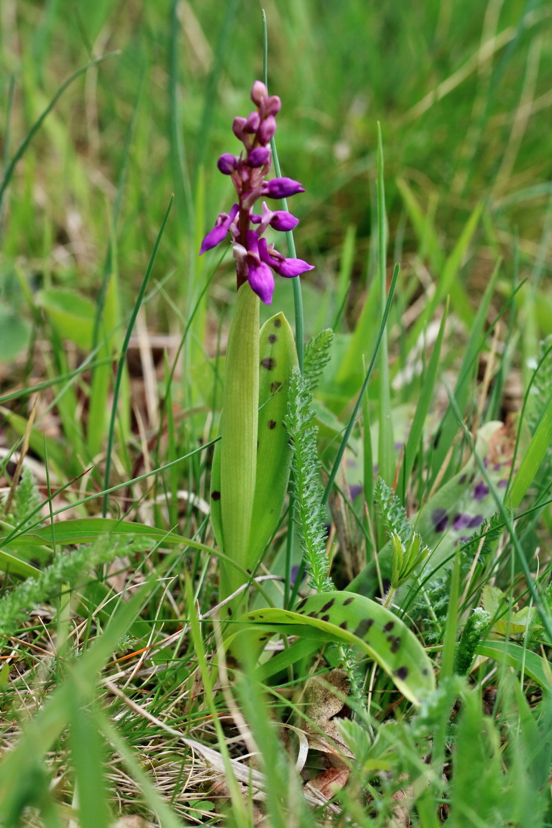 RNA_2017_04_22_0111p_Bildgr��e �ndern