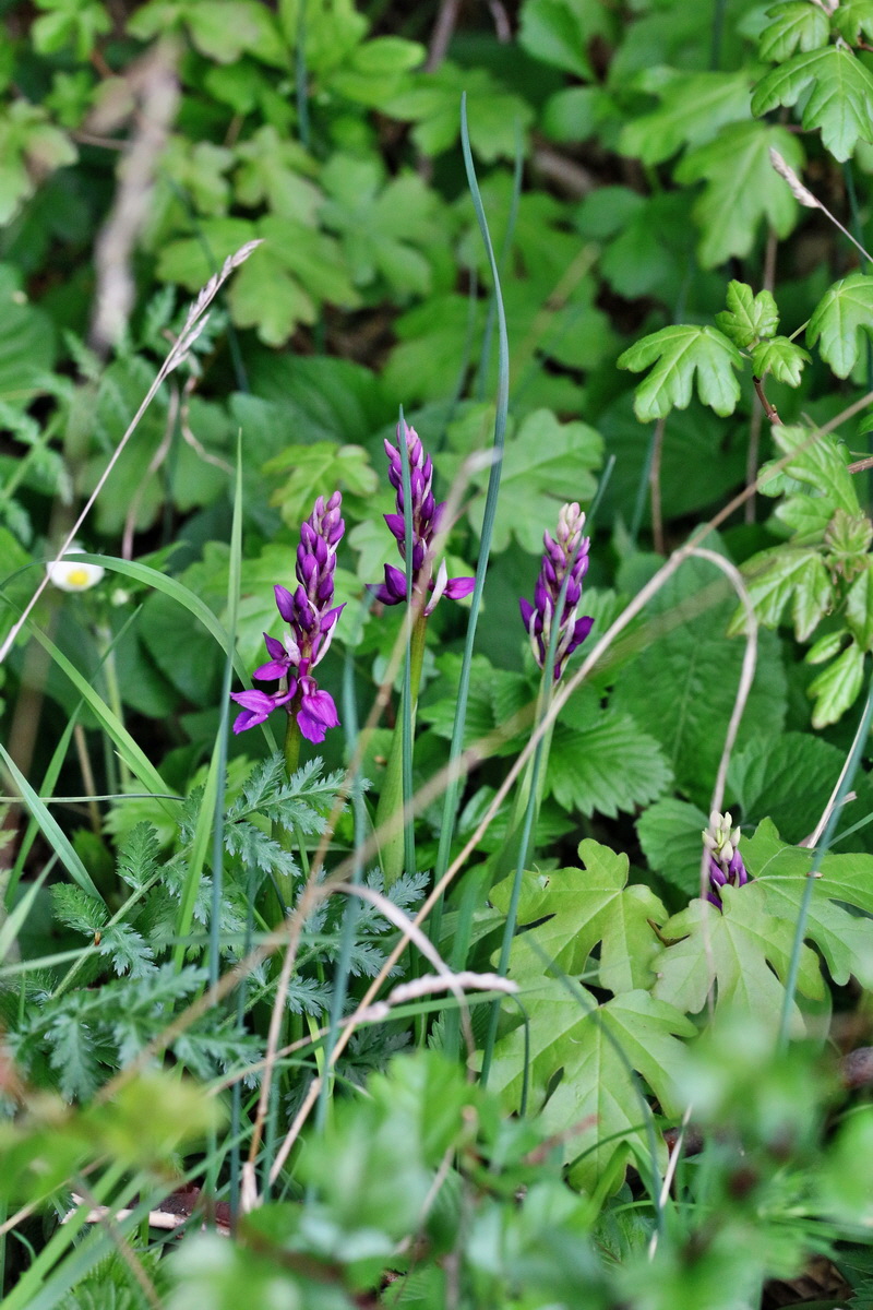 RNA_2017_04_22_0134p_Bildgr��e �ndern