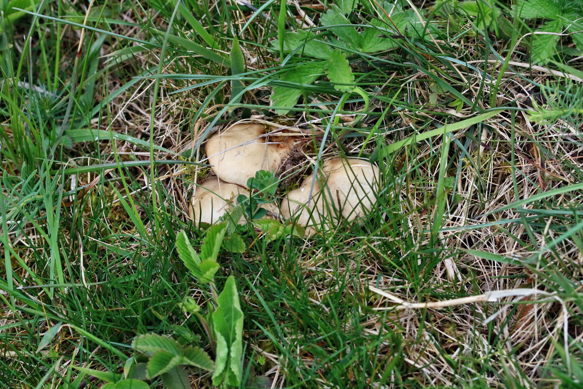 RNA_2017_04_22_0139p_Bildgr��e �ndern