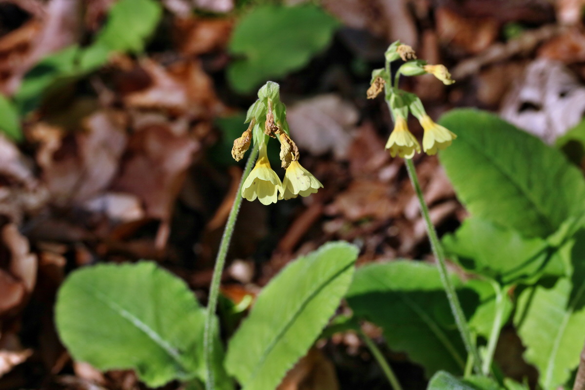 RNA_2017_04_24_0144p_Bildgr��e �ndern