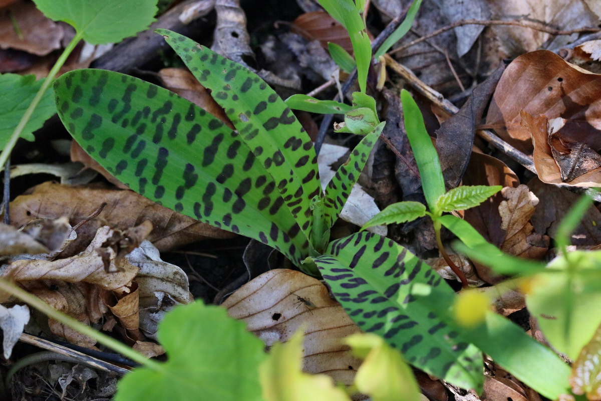 RNA_2017_04_24_0151p_Bildgr��e �ndern