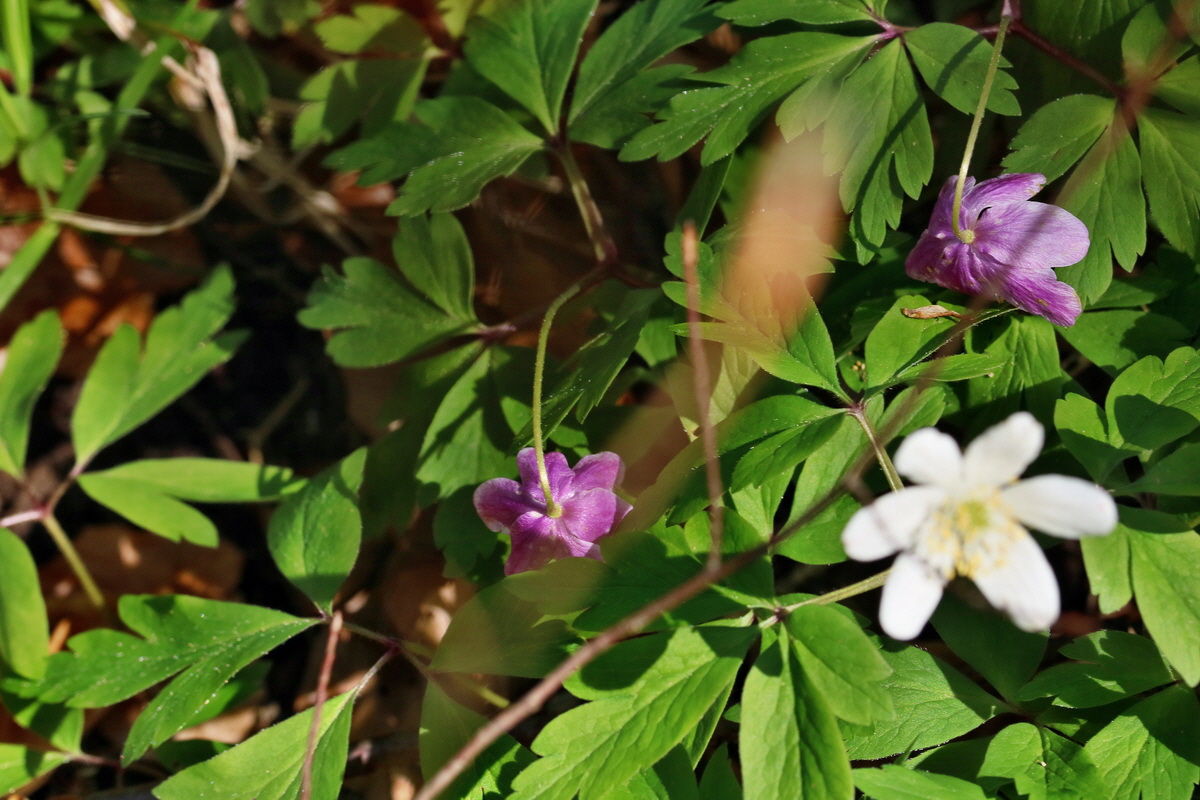 RNA_2017_04_24_0155p_Bildgr��e �ndern