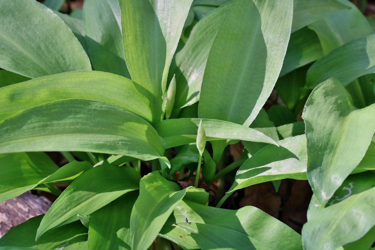 RNA_2017_04_24_0158p_Bildgr��e �ndern