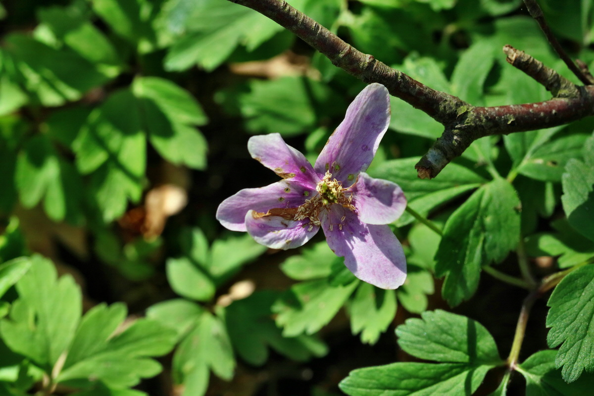 RNA_2017_04_24_0161p_Bildgr��e �ndern