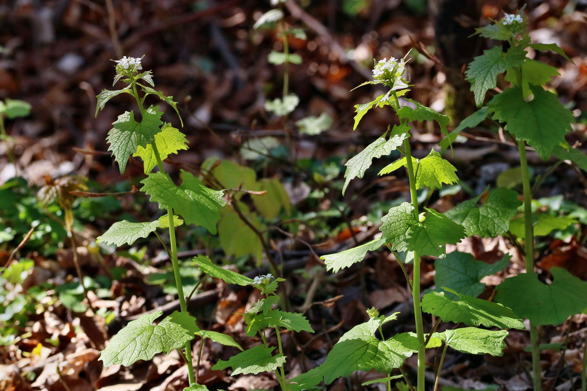 RNA_2017_04_24_0173p_Bildgr��e �ndern