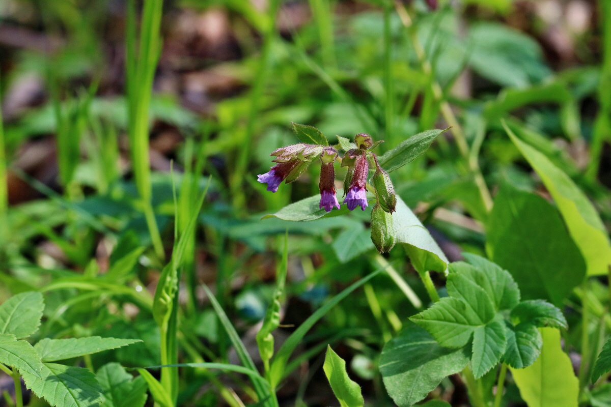 RNA_2017_04_24_0179p_Bildgr��e �ndern