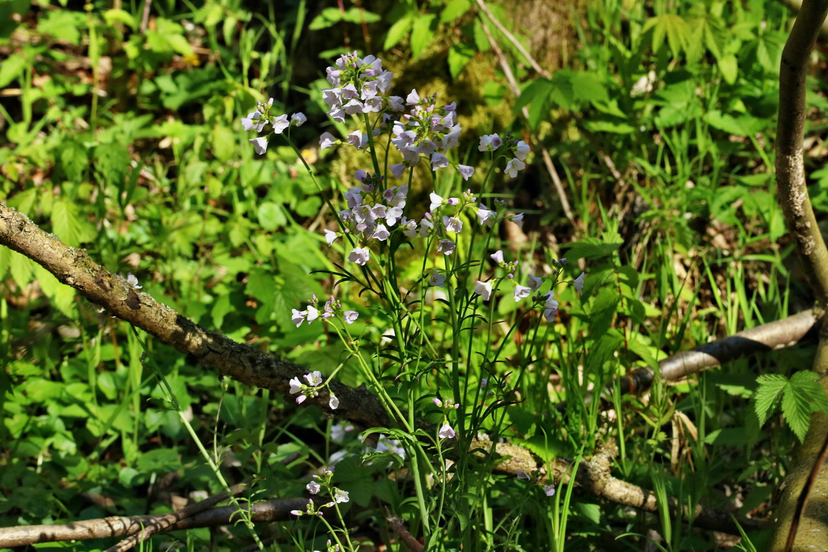 RNA_2017_04_24_0180p_Bildgr��e �ndern