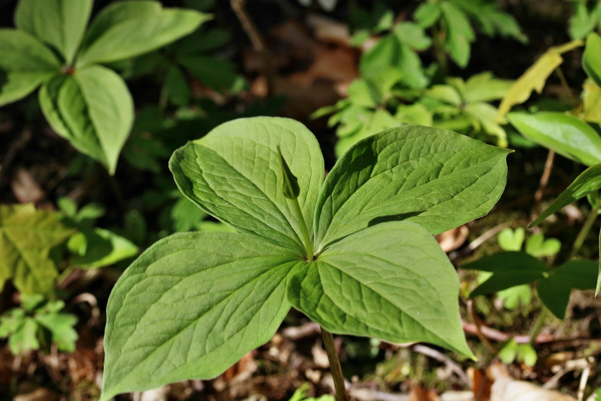 RNA_2017_04_24_0204p_Bildgr��e �ndern