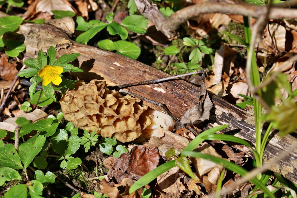 RNA_2017_04_24_0208p_Bildgr��e �ndern