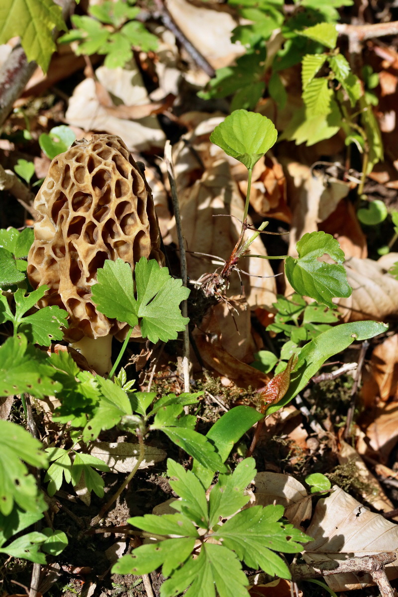 RNA_2017_04_24_0210p_Bildgr��e �ndern