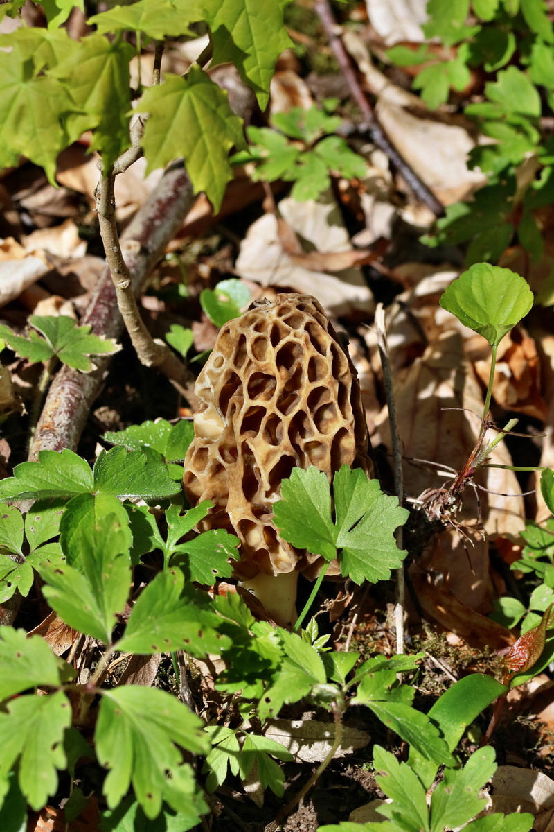 RNA_2017_04_24_0213p_Bildgr��e �ndern