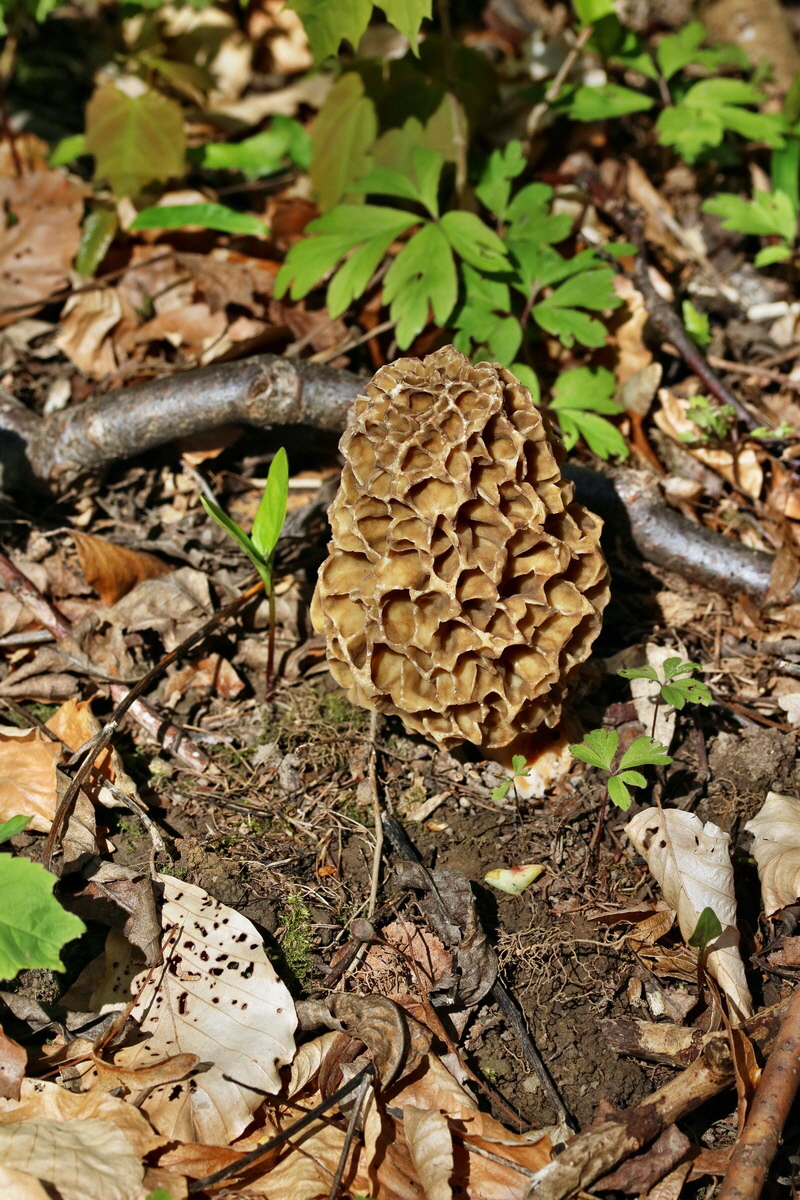 RNA_2017_04_24_0214p_Bildgr��e �ndern