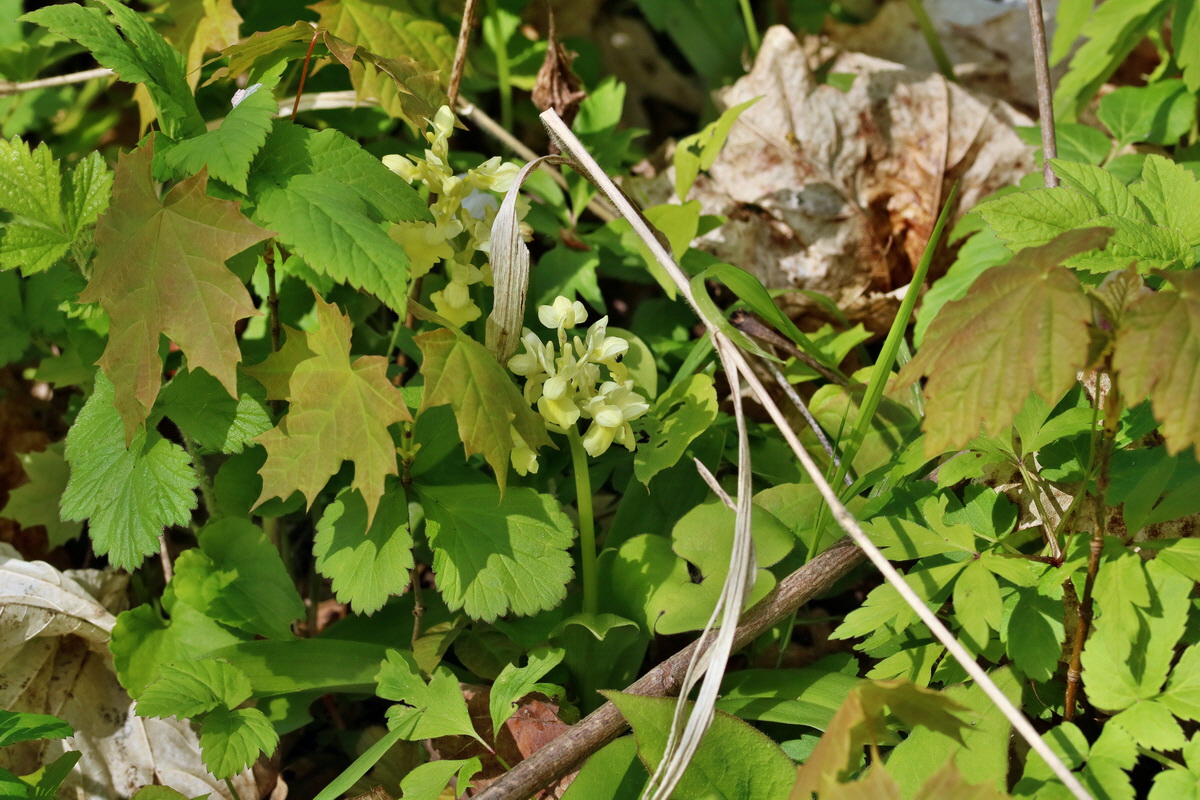 RNA_2017_04_24_0241p_Bildgr��e �ndern