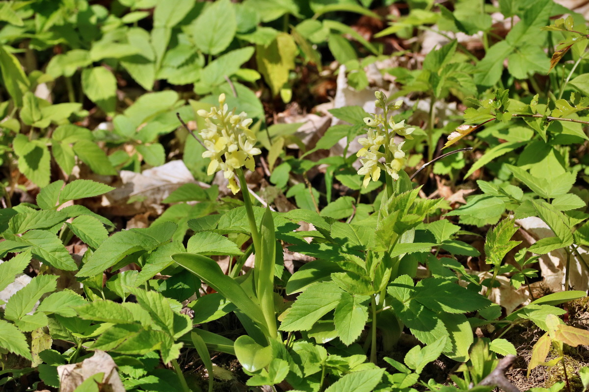 RNA_2017_04_24_0252p_Bildgr��e �ndern