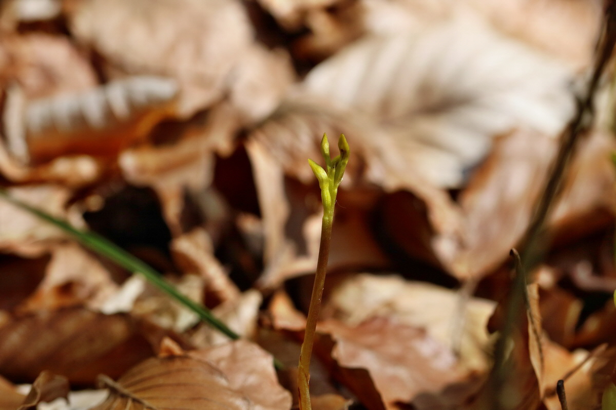 RNA_2017_04_24_0256p_Bildgr��e �ndern