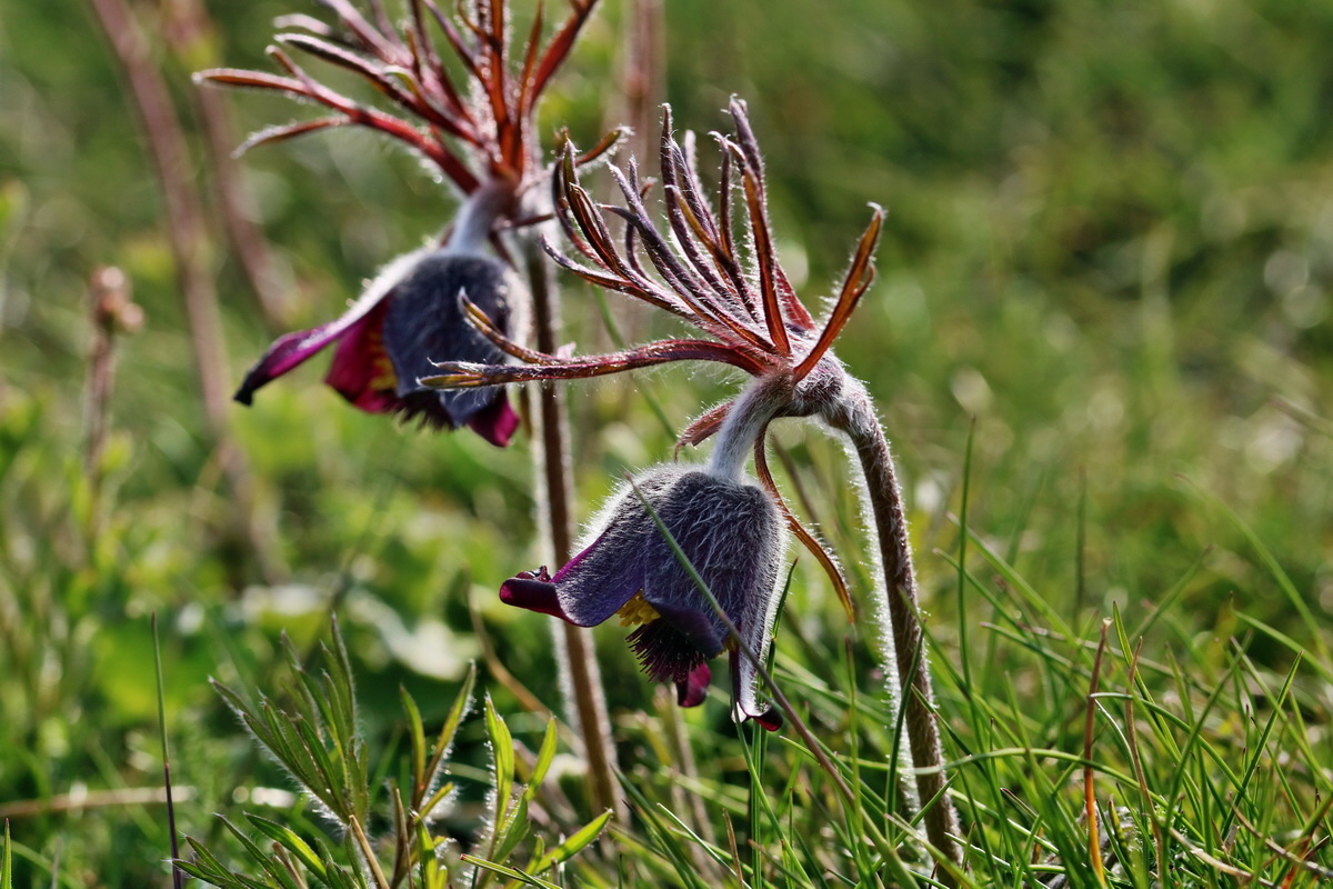 RNA_2017_04_24_0271p_Bildgr��e �ndern