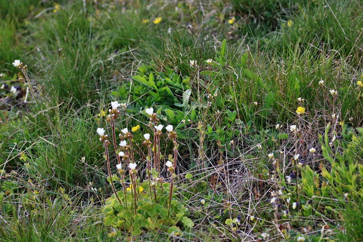 RNA_2017_04_24_0273p_Bildgr��e �ndern