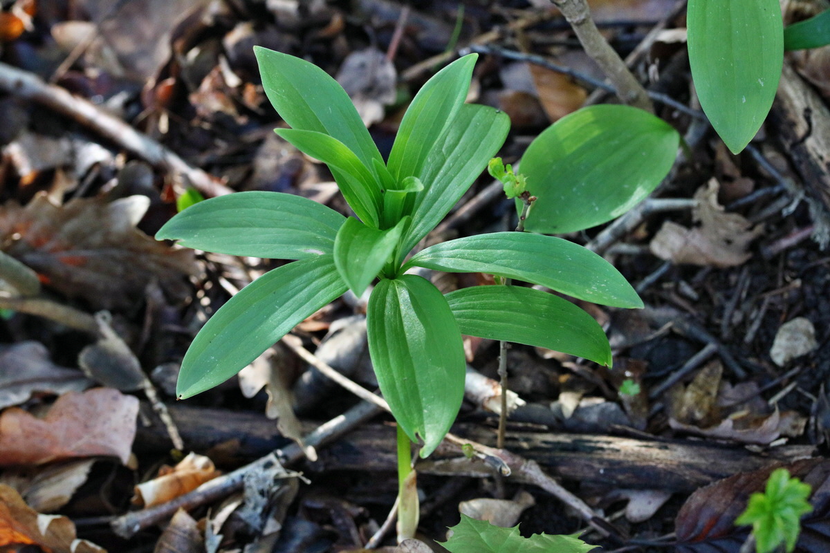RNA_2017_04_26_0280p_Bildgr��e �ndern