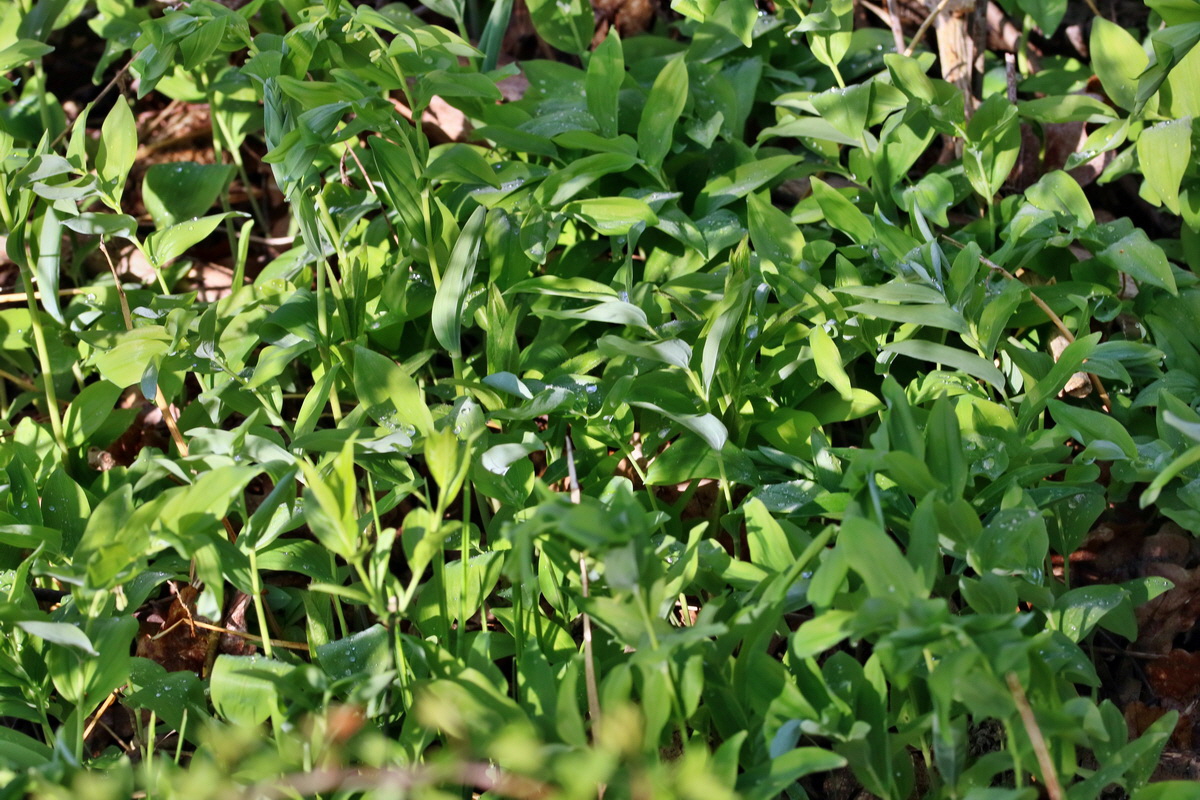 RNA_2017_04_26_0281p_Bildgr��e �ndern