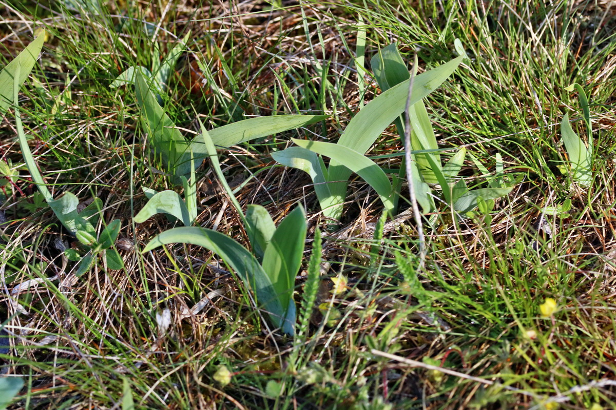 RNA_2017_04_26_0283p_Bildgr��e �ndern