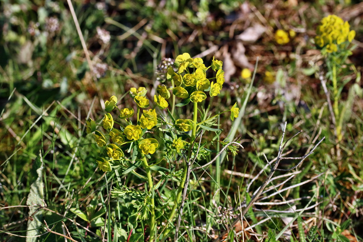 RNA_2017_04_26_0287p_Bildgr��e �ndern