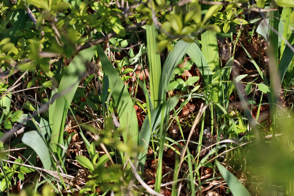 RNA_2017_04_26_0294p_Bildgr��e �ndern