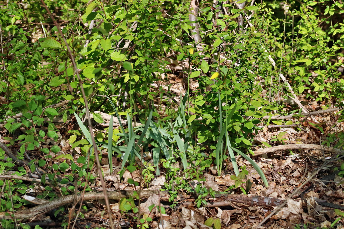 RNA_2017_04_26_0295p_Bildgr��e �ndern