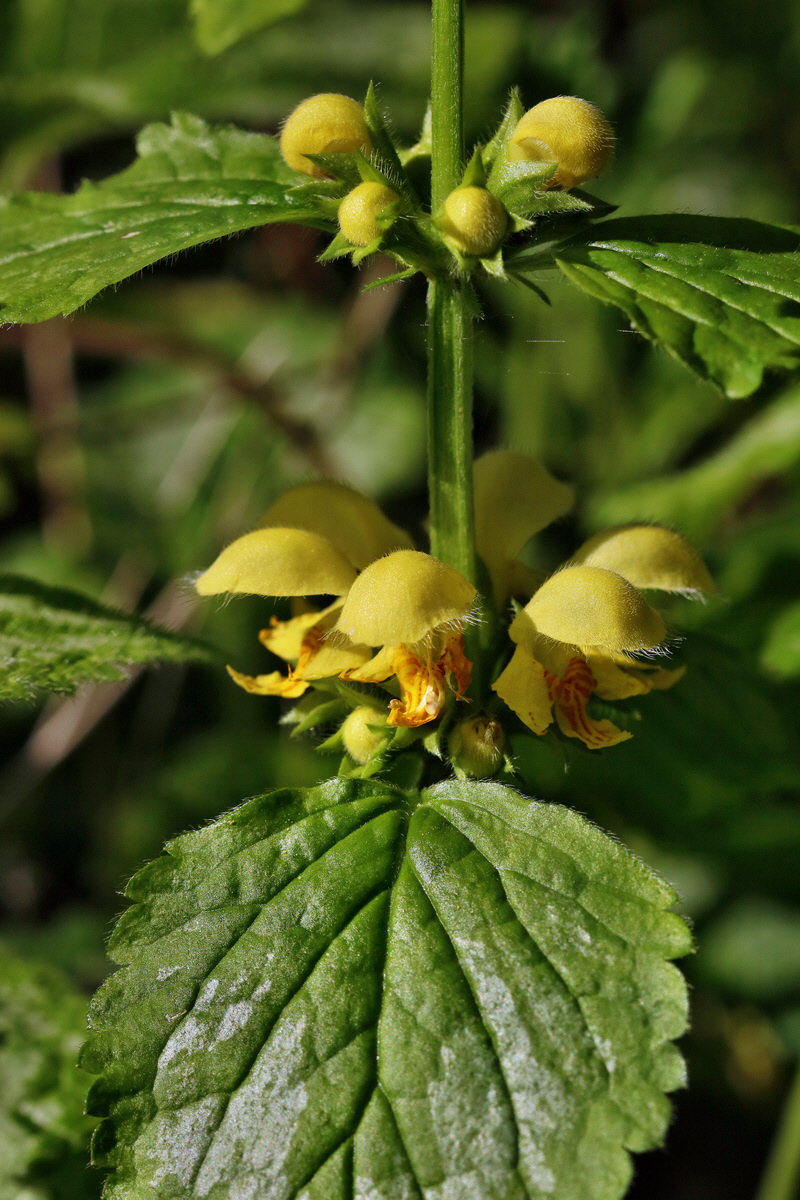 RNA_2017_04_26_0320p_Bildgr��e �ndern