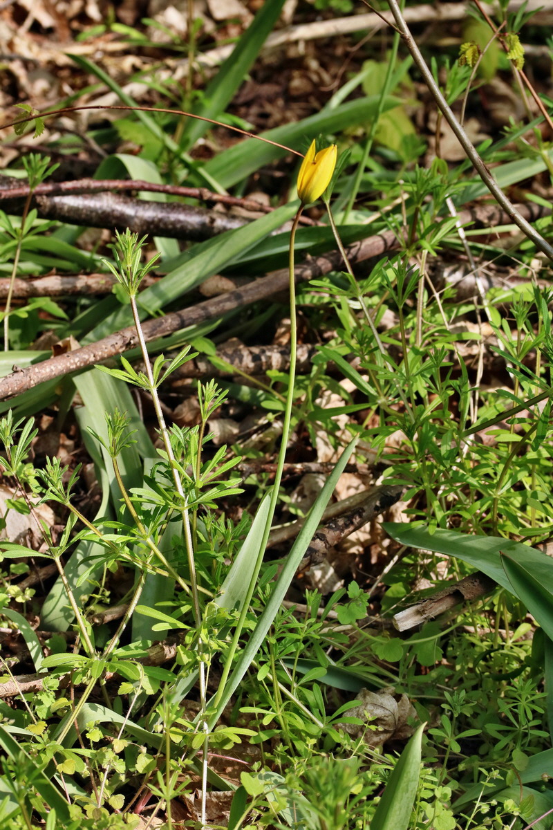 RNA_2017_04_26_0340p_Bildgr��e �ndern