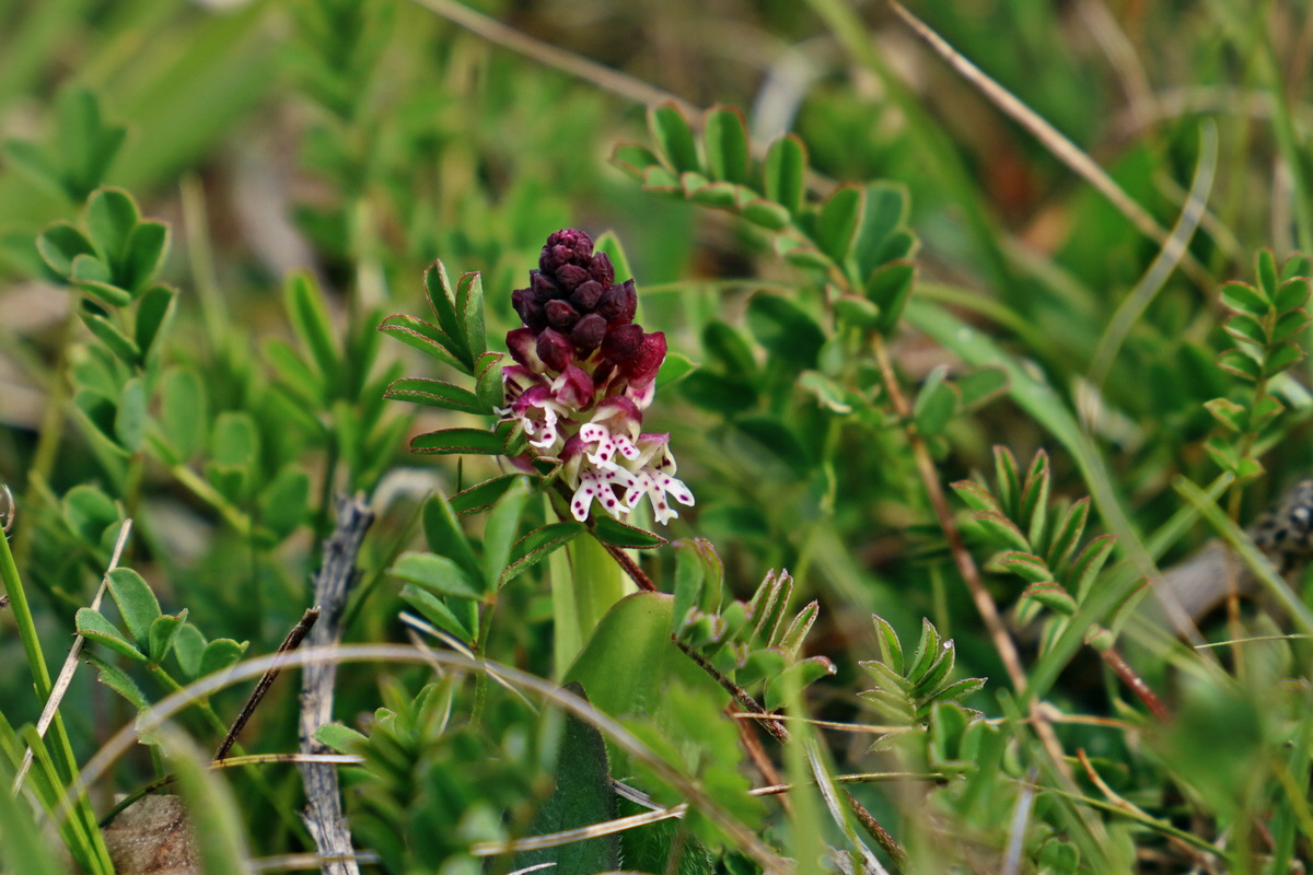 RNA_2017_04_27_0345p_Bildgr��e �ndern