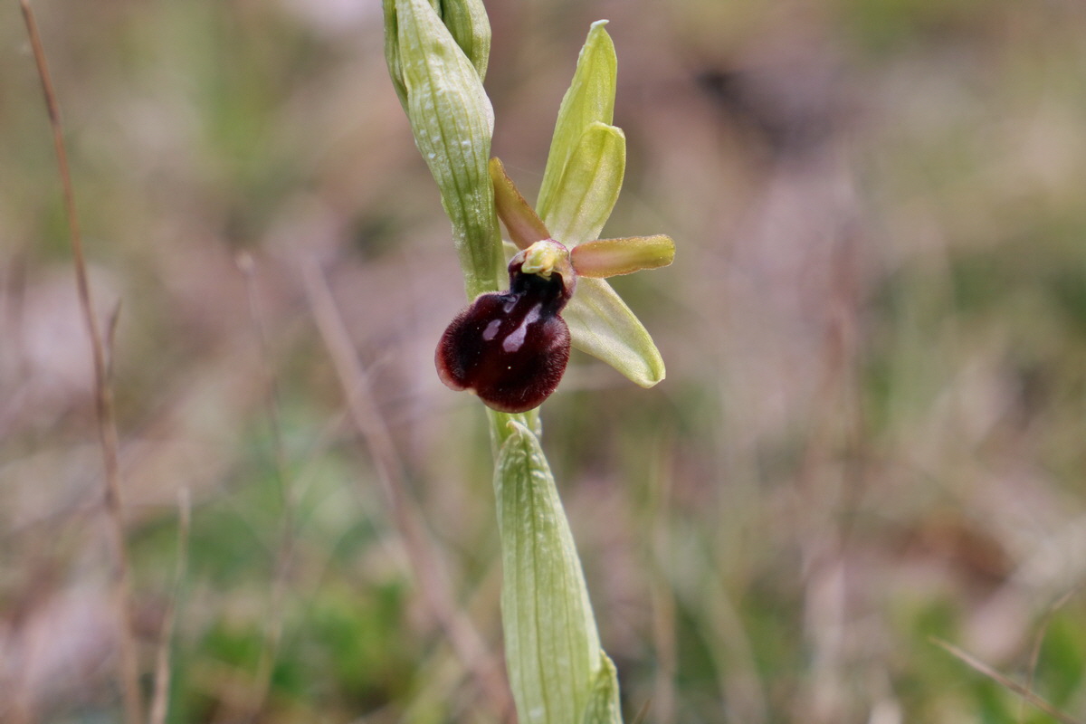 RNA_2017_04_27_0350p_Bildgr��e �ndern