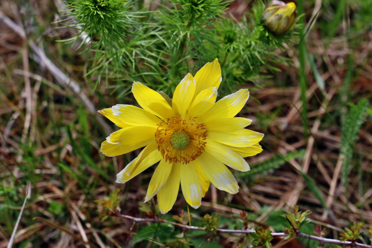 RNA_2017_04_27_0354p_Bildgr��e �ndern