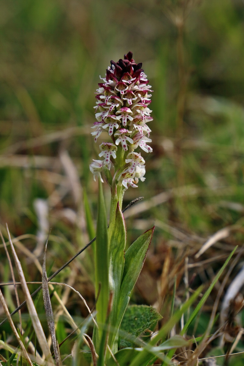 RNA_2017_04_27_0359p_Bildgr��e �ndern